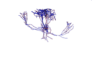 L5A neuron, red=dendritic tree, blue=axonal tree